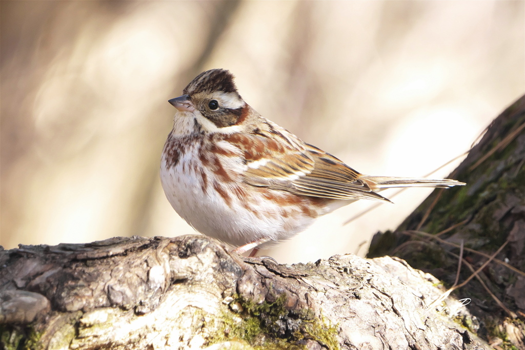 ＃カシラダカ＃くっきり