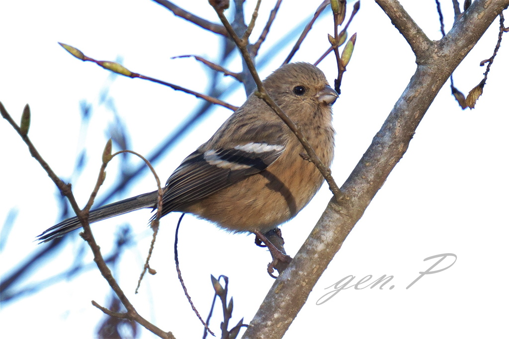 ベニマシコ♀