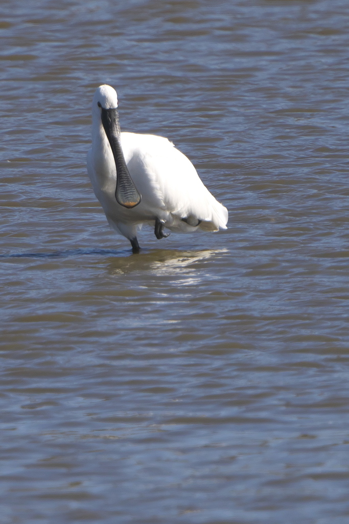 今日の出会い２