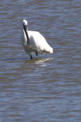 今日の出会い２