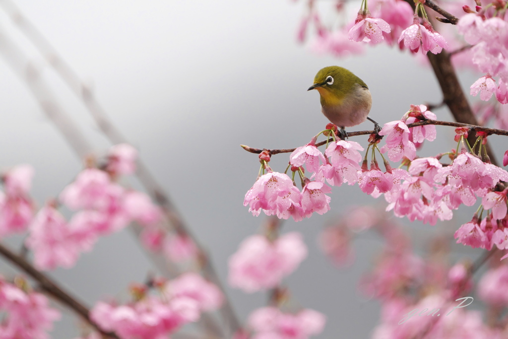 spring＃メジロ＃