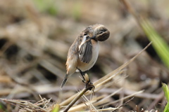 雨上がりのノビタキ「羽繕い」