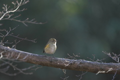 やさしい気持ちに