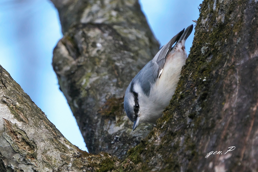 今日の出会い＃ゴジュウカラ＃