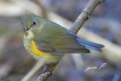 今日のルリビタキ♀