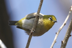 smallpark　被写界深度