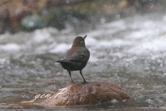 飛沫を浴びて＃カワガラス＃