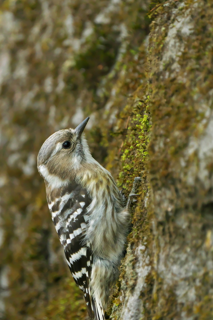 クライミング中＃コゲラ＃