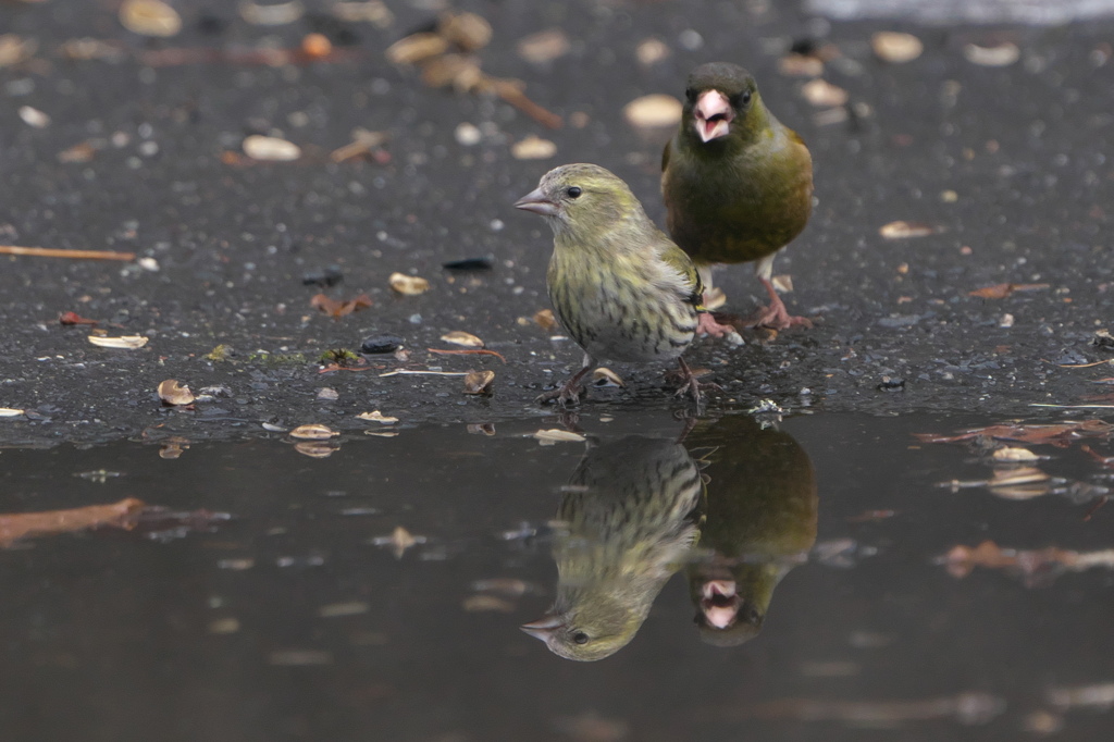 ごめんなさいね。＃ヒワ＃