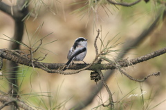 小さな公園の混軍#エナガ＃