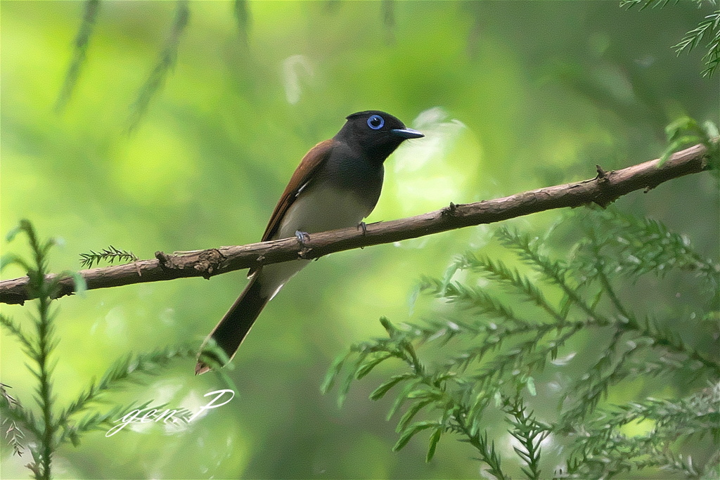 今年もありがとう＃サンコウチョウ♀＃