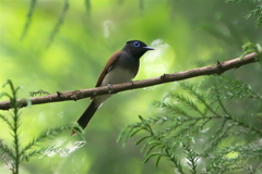 今年もありがとう＃サンコウチョウ♀＃