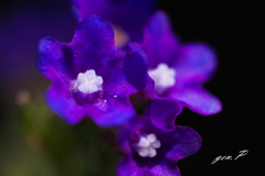 金平糖の様＃高山の花＃