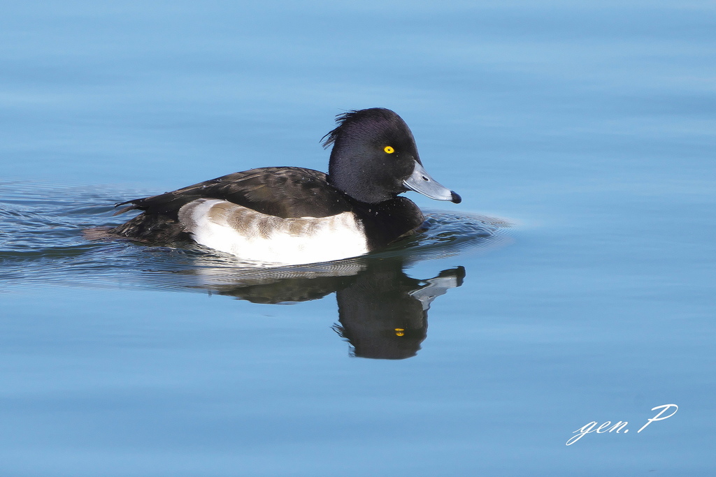 ＃キンクロハジロ＃