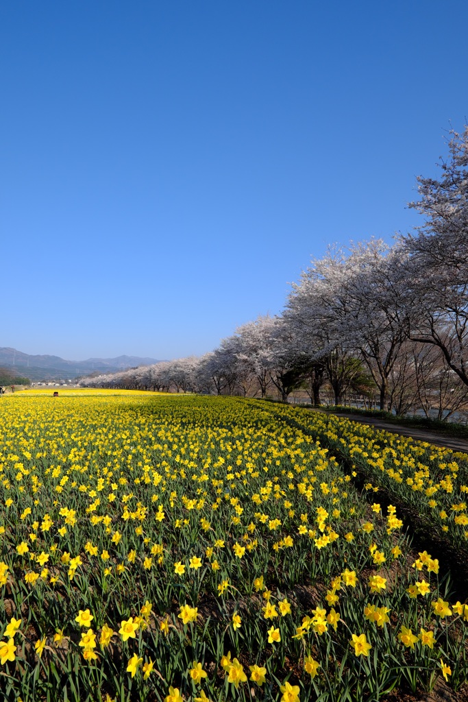 黄色を敷きつめて