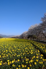 黄色を敷きつめて