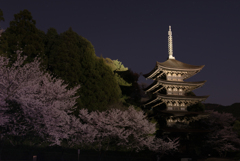 夜桜