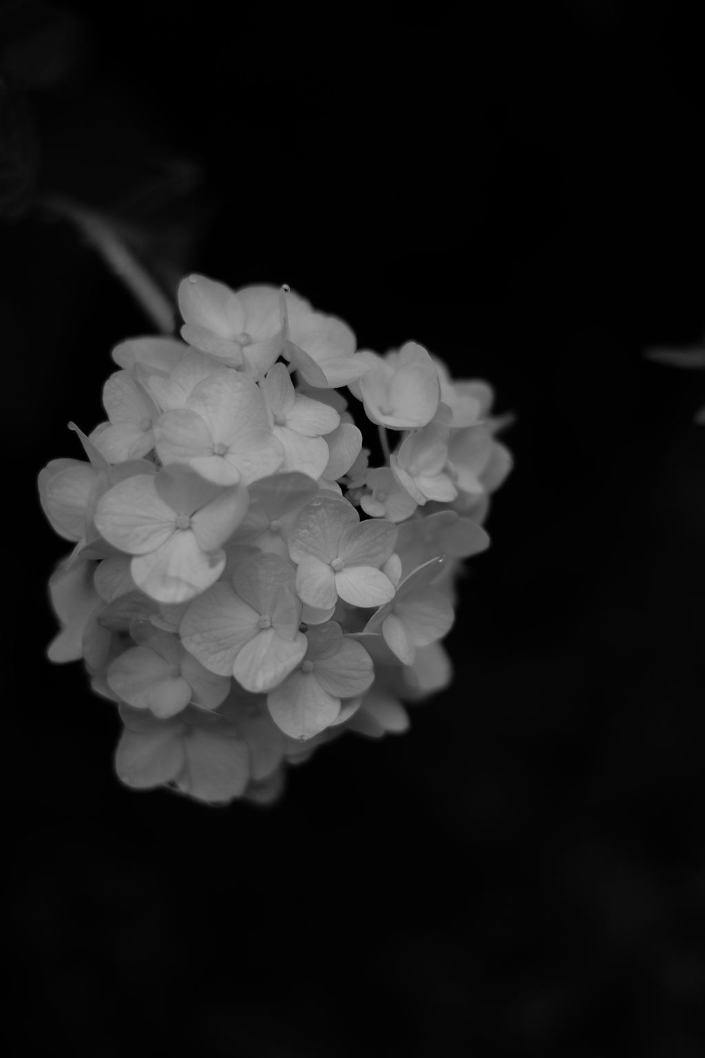 白紫陽花