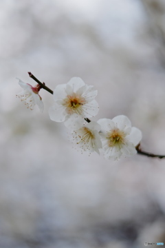 春の香り