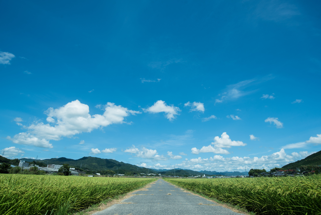 田舎道