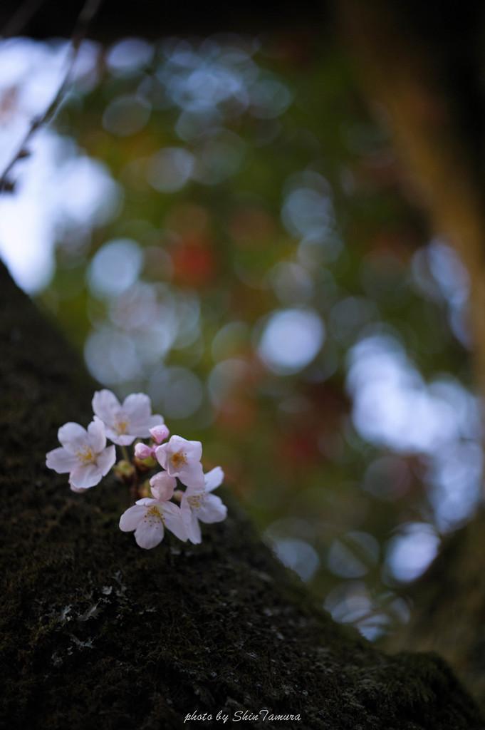 桜玉ボケ