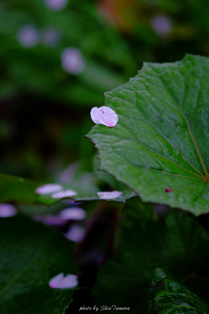 桜の終わり