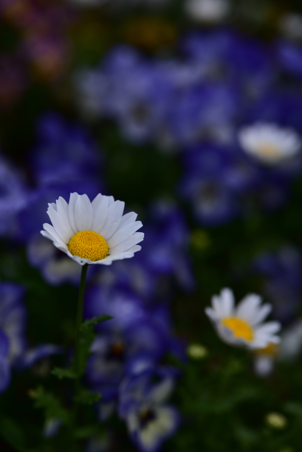 春花