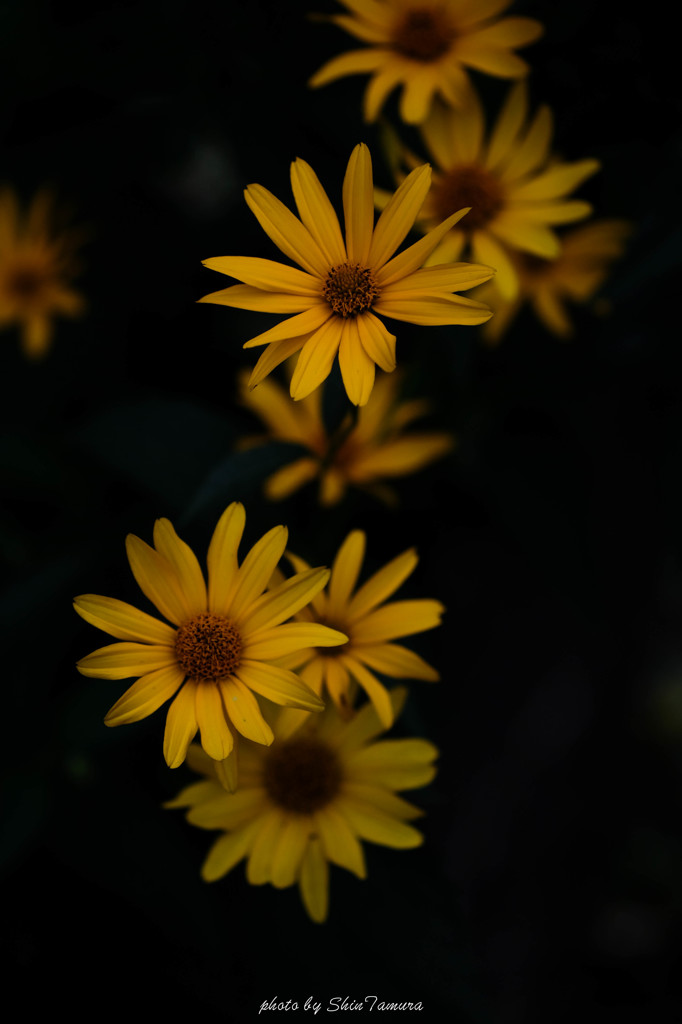 夏の花