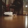 中判カメラ