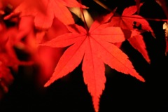 紅と黒
