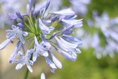道端に咲く花