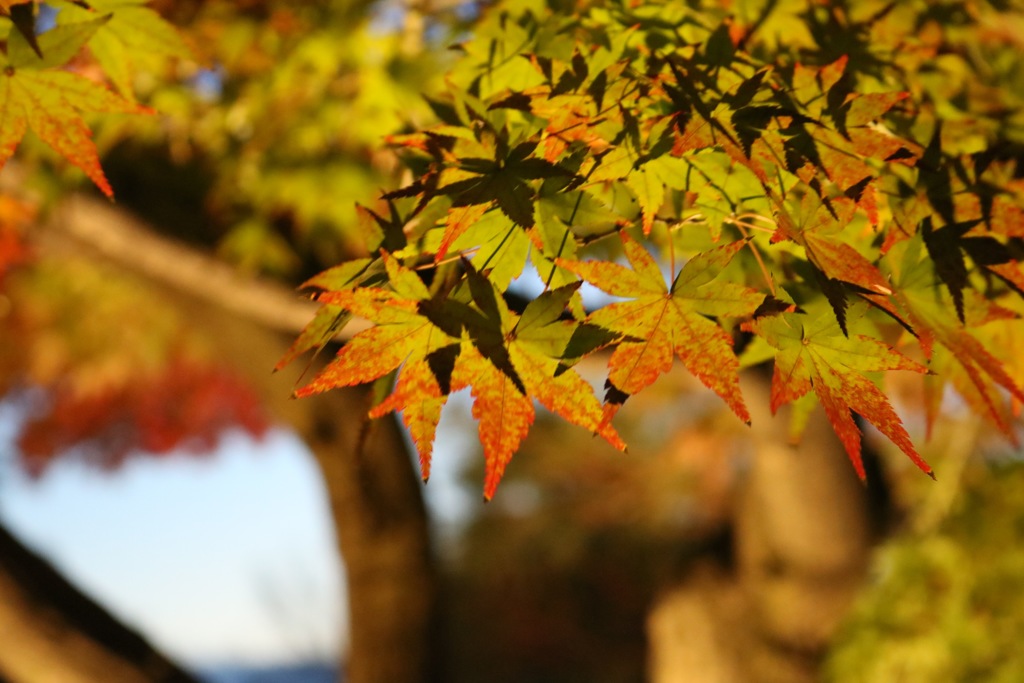 紅化粧