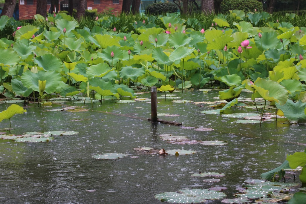 冷たい雨