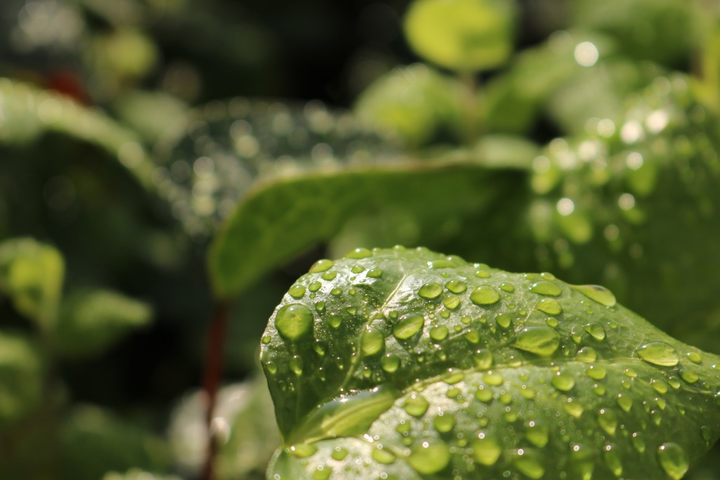 雨上がり