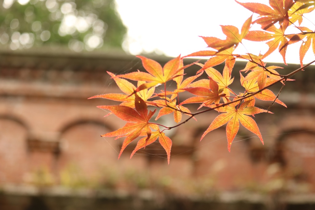 レンガよりも紅く
