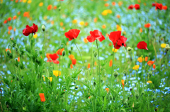 横須賀くりはま花の国