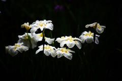 明治神宮の菖蒲