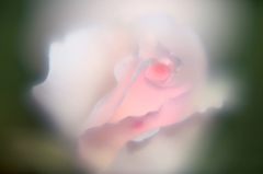 平塚花菜ガーデンのバラ