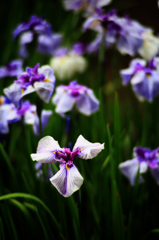 明治神宮の菖蒲