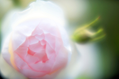 平塚花菜ガーデンのバラ