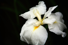 明治神宮の菖蒲