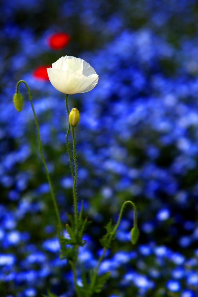 横須賀くりはま花の国