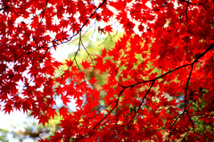 鎌倉の紅葉