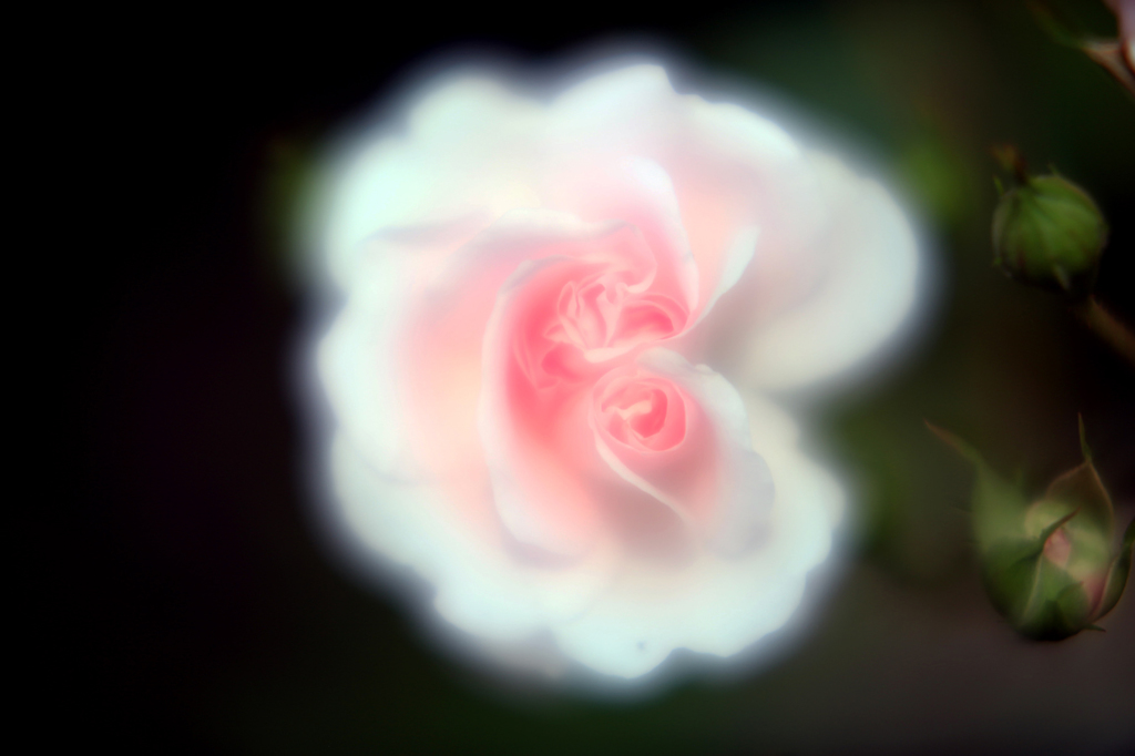 平塚花菜ガーデンのバラ