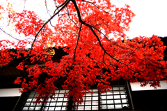 鎌倉の紅葉