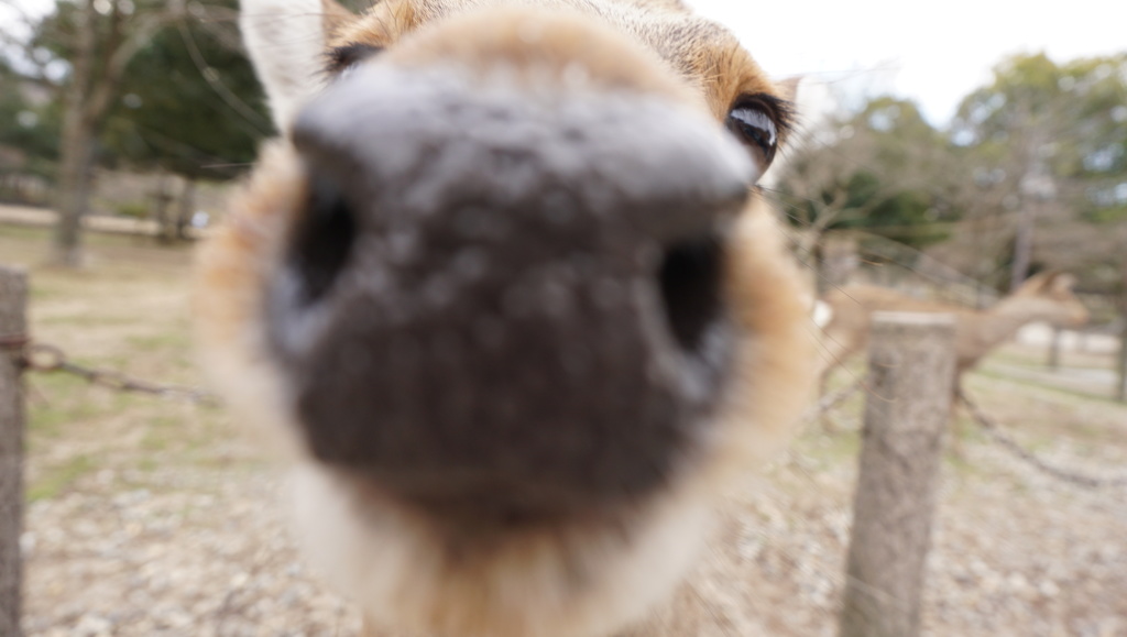 奈良公園の鹿