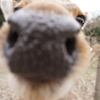 奈良公園の鹿
