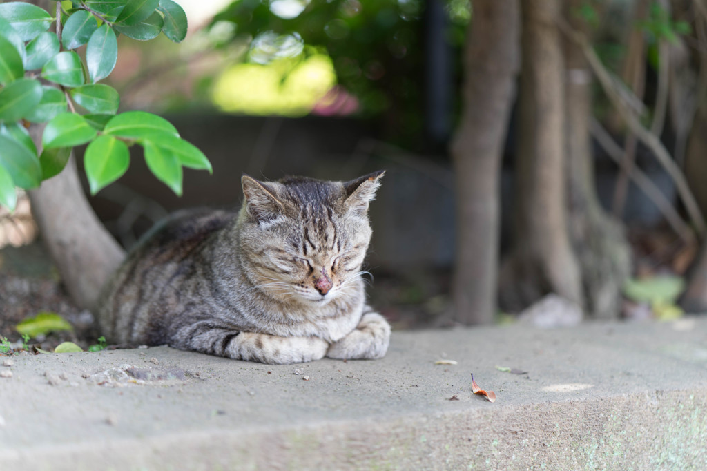 ねこ