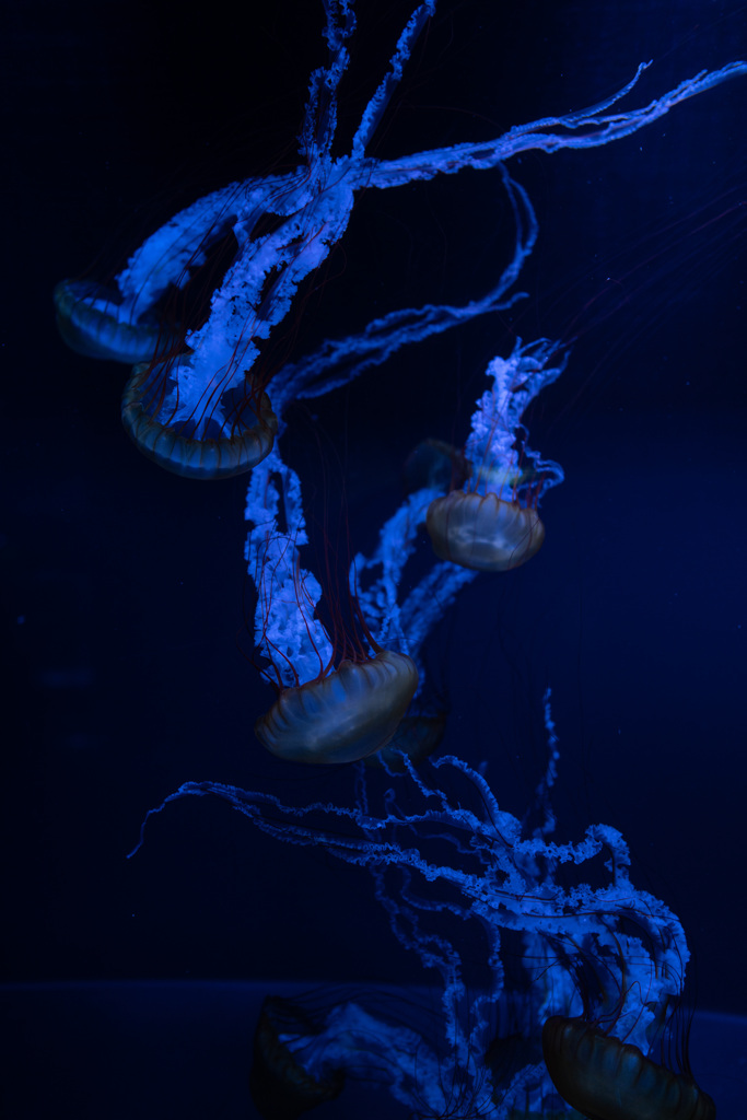 Jellyfish