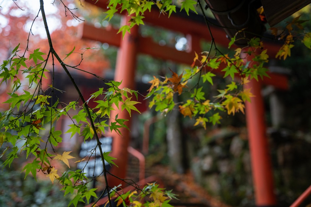 楊谷寺の紅葉